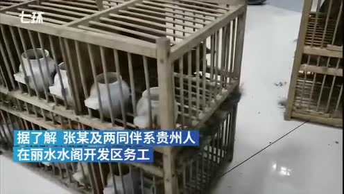 丽水三名"鸟贼"用画眉声音捕鸟