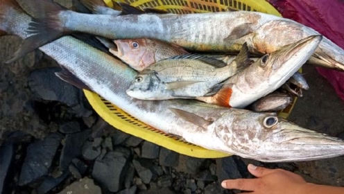 渔夫晚上出去赶海,跟着渔船下海钓"海狼鱼",听说一人能钓上百斤