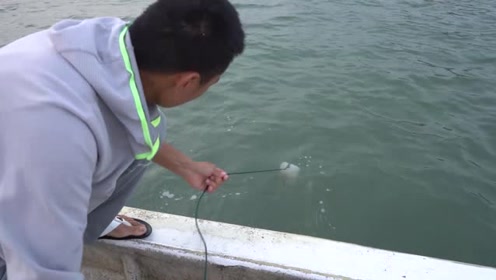 阿烽和阿雄比赛赶海,阿烽专门放生阿雄海货,把阿雄急坏了