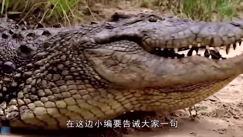 鳄鱼将鳄鱼宝宝含在嘴里,结果含在嘴里的鳄鱼成为了老鹰的食物?