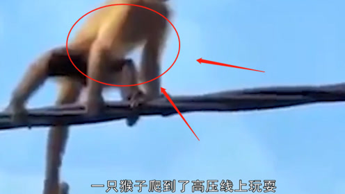 猴子爬到了高压线上,瞬间烧成火猴,镜头记录全过程