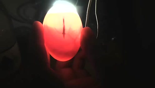 柯尔鸭泡泡的小伙伴正在生长中,孵化过程很煎熬,照蛋观察一下