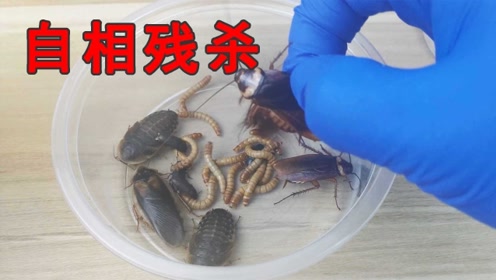 把面包虫和蟑螂放一起自相残杀,谁能存活到最后?