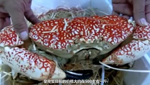 全世界最贵的4种螃蟹,第一名贵的离谱了,中国有一种上榜
