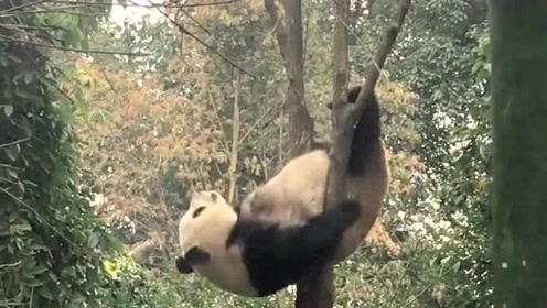 大熊猫在树上表演"倒挂金钩",动作还挺标准,真是个灵活的小胖子!