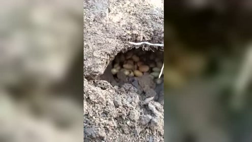 老人们说,在"三年困难时期",在地里"偷偷的"找老鼠洞挖粮食吃