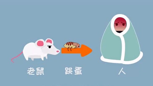官方发布北京鼠疫病例已妥善处理,还要担心吗?
