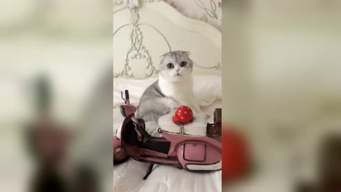猫咪:恐怕我骑上小摩托,还没出门就没提溜回来了