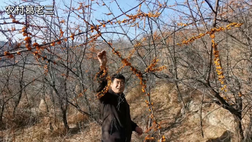 山西大山探亲偶遇满山野果,采摘过程中听见狼叫,吓得转身就跑