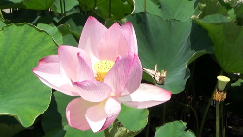 荷花盛开美景邀您共赏,莲花风景观赏