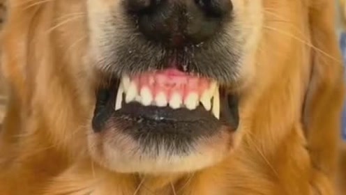 这只狗子主人给它做了个表情包,呲牙的样子吓坏太多人了