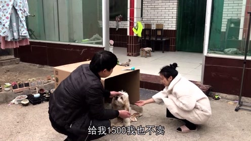 张大胖给家里小狗做个窝,狗狗迫不及地钻进去,画面真温馨
