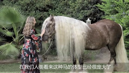 世界上最大的马,身高足足有3米,一匹马身上能坐10个人