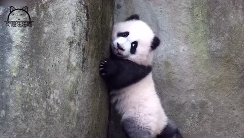 熊猫宝宝一步一步扶着墙走,小心翼翼地,像极了学走路的小孩子