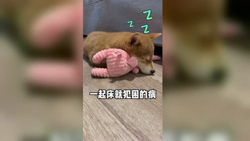 狗狗也冬眠睡不醒的柴犬搞笑萌宠