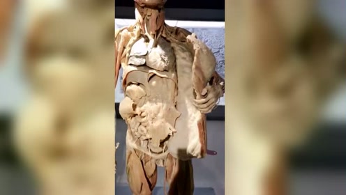 真人版内脏标本,据说是一个男人把自己捐了,莫名有点心酸!