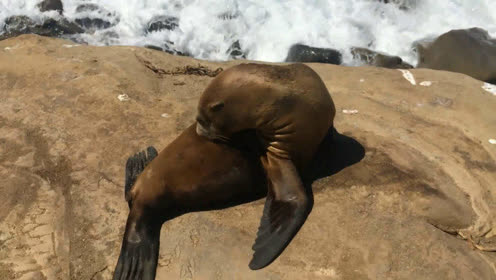 可爱小海狮成群晒日光浴恩爱嬉戏 自驾美国一号公路在海边看动物