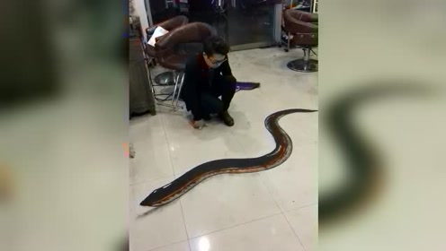 小伙子下班时现场在地上绘画出一条巨蟒,看着这幅模样真的很逼真