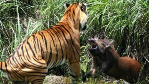 老虎猎杀大野猪,三拳两脚干翻倒地,镜头拍下全过程