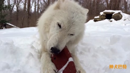 白狼雪地里玩球,见过这么二的狼吗?