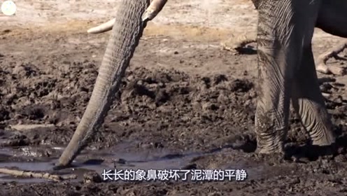 总算知道豹子为什么能捕鳄鱼了，原来从小就在河边练习抓鱼