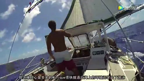 全世界最幸福的鸡 在海上生活 周游世界