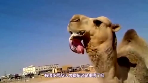 骆驼嘴里吐出来的"粉色肉球"是用来"干"什么的看完你别嘲笑它