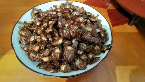 以色列地鳖(土元)美味更有营养