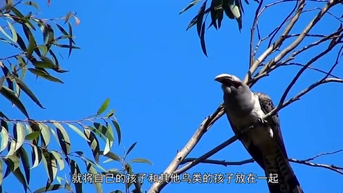 鸠占鹊巢:实拍杜鹃幼鸟将其他鸟推出窝外!真是可恶!