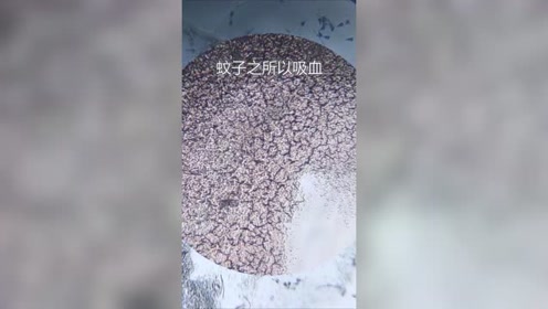 显微镜将蚊子血放大1000倍,看到的依然是血细胞