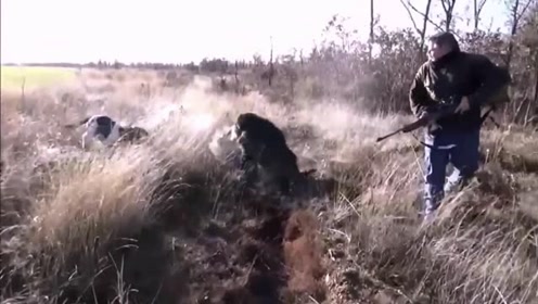 猎人打猎日常,即使中了枪这些野兽依然很猛