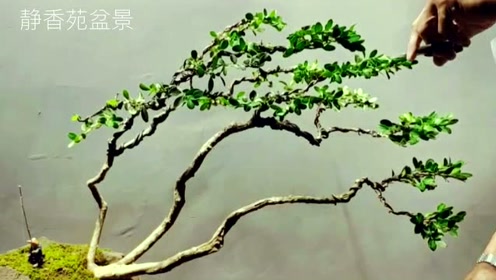 学习三杆式精品黄杨盆景制作,师傅细心打理修剪,临水造型好优雅