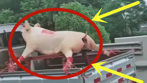 高速路上发现一头猪,这画面实在是太搞笑了!
