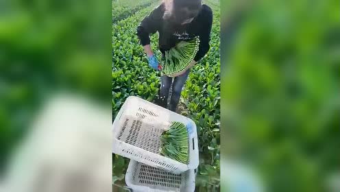 20岁姑娘,自己种植的20亩无公害青菜,看看这采摘技术和菜品!