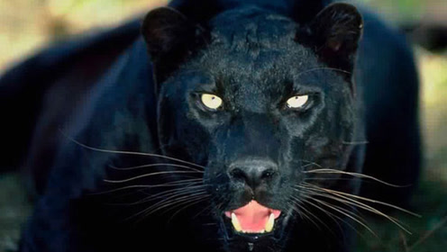 全球最凶猛动物,比老虎狮子都厉害,咬合力达到1250磅!