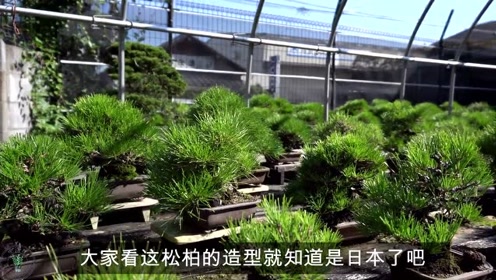 日本盆栽培育基地,各种盆栽花卉琳琅满目,各种盆栽的长势非常好