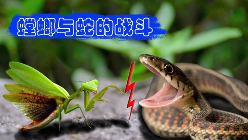 全球最有趣的几种螳螂!非洲的它可以与蛇大战,结果你想象不到!