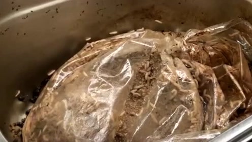 某理工大学校内一片混乱,食堂内"活蛆遍地"监控拍下恶心一幕!