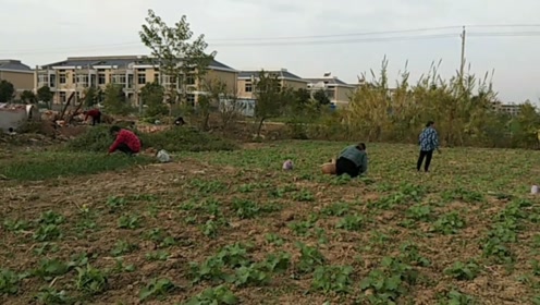 安徽阜阳:农村拆完,实拍妇女抢着挖荠菜,蒸菜馍可香了