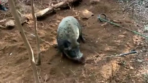 日本农民上山捕野猪,这操作太生猛了