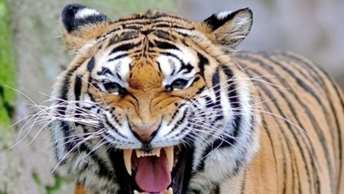 世界最"凶狠"的老虎,吃掉436人,追杀10年后发现事情真相