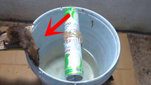 水桶做成的捕鼠器,为何在农村这么受欢迎?看完抓老鼠过程就知道了