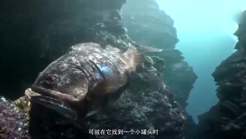 一部特效震撼科幻片,海洋被工业污染,鱼类集体变异机械化!