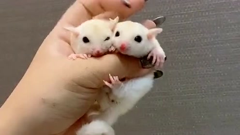美女家里养了两只小飞鼠,瞧这可爱的小模样,真忍不住让人亲一口!