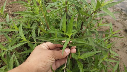 家人有"白头发,头发花白"的困扰?植物墨旱莲,或许有帮助哦!
