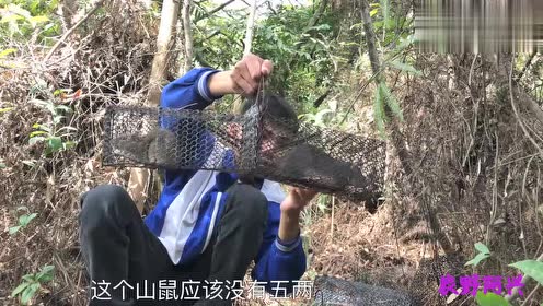 两天没去看老鼠笼了,小伙:大老远就看到中货了,好像是个山鼠
