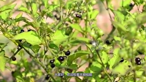 这种野草是癌症的"克星",却被农村人当做野草,现在知道还不晚!