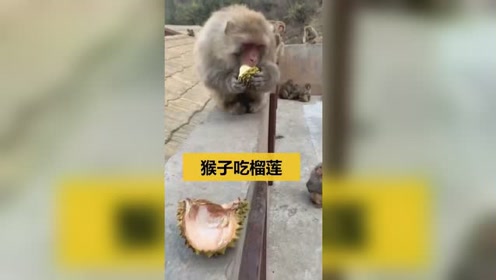 这是猴子第一次吃榴莲,看到他的表情,是真的臭!