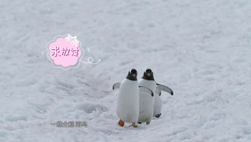 一次付诸真实行动的科技探索——QQ-X计划·南极探索