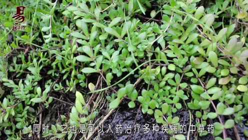 农村这种野草和马齿苋相似85%,带有异香,是治疗肝炎的高手